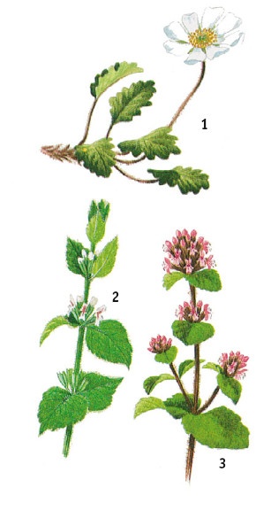 Иллюстрация к книге — Выживание везде и всегда [i_475.jpg]