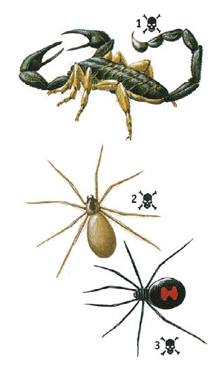 Иллюстрация к книге — Выживание везде и всегда [i_483.jpg]