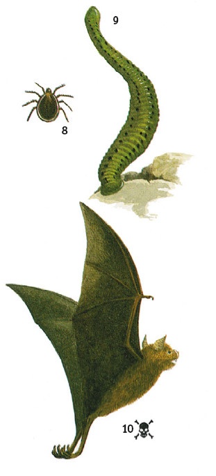 Иллюстрация к книге — Выживание везде и всегда [i_486.jpg]