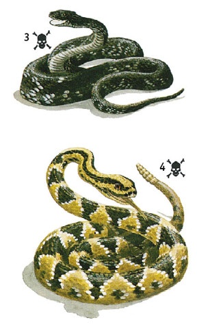 Иллюстрация к книге — Выживание везде и всегда [i_488.jpg]