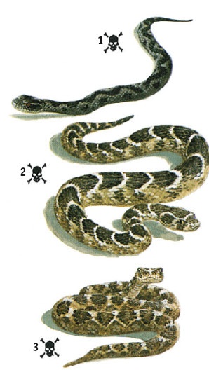 Иллюстрация к книге — Выживание везде и всегда [i_491.jpg]