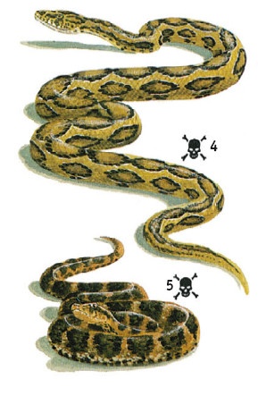 Иллюстрация к книге — Выживание везде и всегда [i_492.jpg]