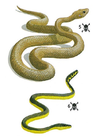 Иллюстрация к книге — Выживание везде и всегда [i_497.jpg]