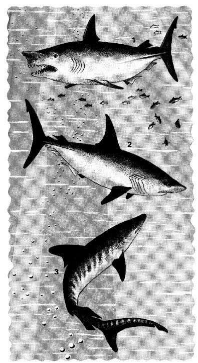 Иллюстрация к книге — Выживание везде и всегда [i_514.jpg]