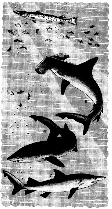 Иллюстрация к книге — Выживание везде и всегда [i_515.jpg]