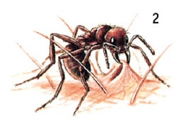 Иллюстрация к книге — Выживание везде и всегда [i_581.jpg]