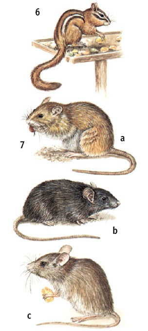 Иллюстрация к книге — Выживание везде и всегда [i_587.jpg]