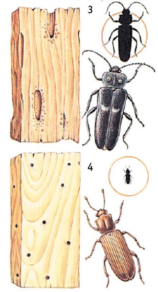Иллюстрация к книге — Выживание везде и всегда [i_594.jpg]