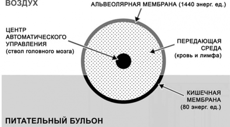 Иллюстрация к книге — Медицина здоровья против медицины болезней другой путь. Как избавиться от гипертонии, диабета и атеросклероза [i_005.jpg]