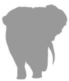 Иллюстрация к книге — Слон [i_059.jpg]