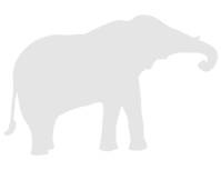 Иллюстрация к книге — Слон [i_077.jpg]