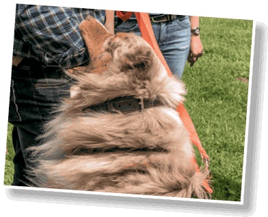 Иллюстрация к книге — Идеальная собака не выгуливает хозяина. Как воспитать собаку без вредных привычек [i_010.jpg]