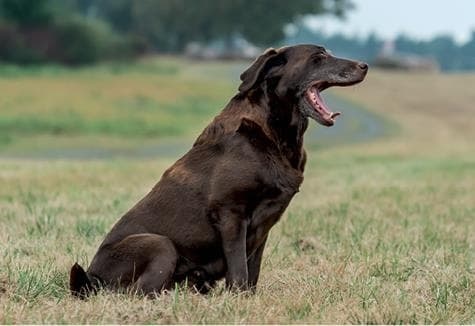 Иллюстрация к книге — Идеальная собака не выгуливает хозяина. Как воспитать собаку без вредных привычек [i_013.jpg]