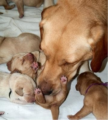 Иллюстрация к книге — Идеальная собака не выгуливает хозяина. Как воспитать собаку без вредных привычек [i_032.jpg]