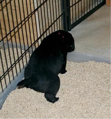 Иллюстрация к книге — Идеальная собака не выгуливает хозяина. Как воспитать собаку без вредных привычек [i_033.jpg]