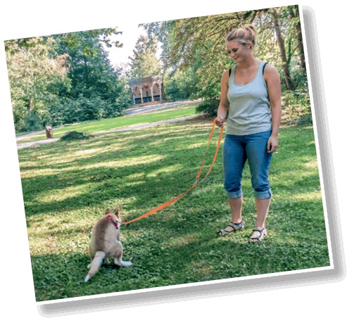 Иллюстрация к книге — Идеальная собака не выгуливает хозяина. Как воспитать собаку без вредных привычек [i_036.jpg]