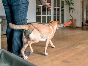 Иллюстрация к книге — Идеальная собака не выгуливает хозяина. Как воспитать собаку без вредных привычек [i_039.jpg]