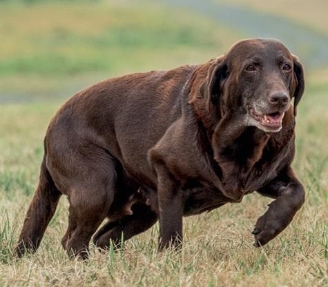 Иллюстрация к книге — Идеальная собака не выгуливает хозяина. Как воспитать собаку без вредных привычек [i_044.jpg]