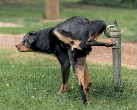 Иллюстрация к книге — Идеальная собака не выгуливает хозяина. Как воспитать собаку без вредных привычек [i_046.jpg]