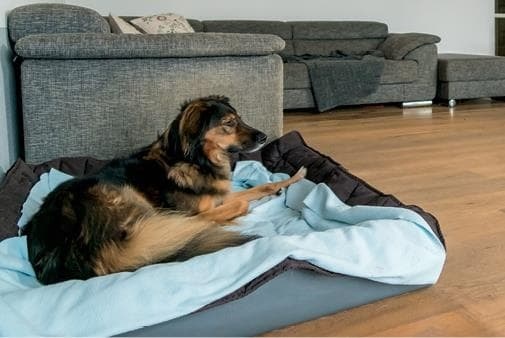 Иллюстрация к книге — Идеальная собака не выгуливает хозяина. Как воспитать собаку без вредных привычек [i_052.jpg]