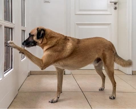 Иллюстрация к книге — Идеальная собака не выгуливает хозяина. Как воспитать собаку без вредных привычек [i_053.jpg]