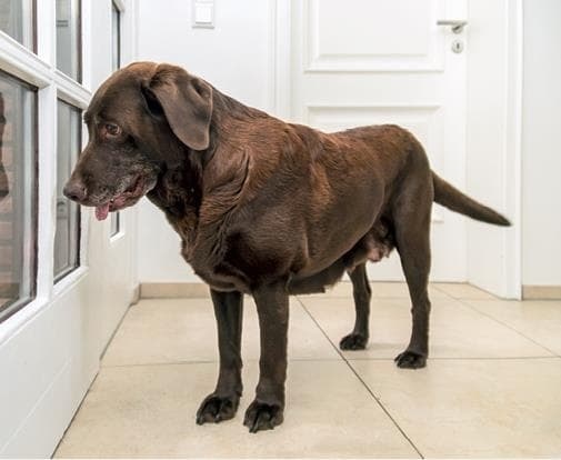 Иллюстрация к книге — Идеальная собака не выгуливает хозяина. Как воспитать собаку без вредных привычек [i_062.jpg]