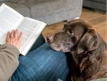 Иллюстрация к книге — Идеальная собака не выгуливает хозяина. Как воспитать собаку без вредных привычек [i_064.jpg]