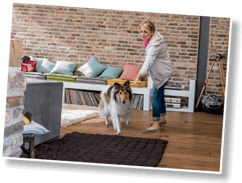 Иллюстрация к книге — Идеальная собака не выгуливает хозяина. Как воспитать собаку без вредных привычек [i_066.jpg]