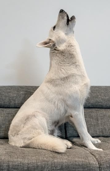 Иллюстрация к книге — Идеальная собака не выгуливает хозяина. Как воспитать собаку без вредных привычек [i_078.jpg]