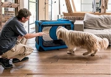 Иллюстрация к книге — Идеальная собака не выгуливает хозяина. Как воспитать собаку без вредных привычек [i_090.jpg]