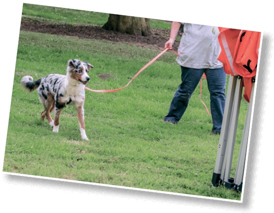 Иллюстрация к книге — Идеальная собака не выгуливает хозяина. Как воспитать собаку без вредных привычек [i_094.jpg]