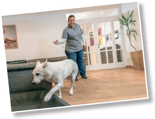 Иллюстрация к книге — Идеальная собака не выгуливает хозяина. Как воспитать собаку без вредных привычек [i_102.jpg]