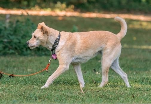 Иллюстрация к книге — Идеальная собака не выгуливает хозяина. Как воспитать собаку без вредных привычек [i_106.jpg]