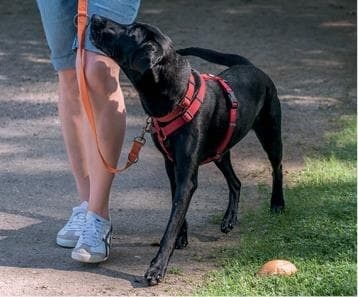 Иллюстрация к книге — Идеальная собака не выгуливает хозяина. Как воспитать собаку без вредных привычек [i_119.jpg]