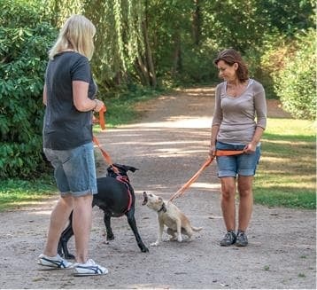 Иллюстрация к книге — Идеальная собака не выгуливает хозяина. Как воспитать собаку без вредных привычек [i_121.jpg]