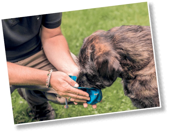 Иллюстрация к книге — Идеальная собака не выгуливает хозяина. Как воспитать собаку без вредных привычек [i_127.jpg]