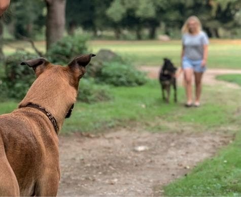 Иллюстрация к книге — Идеальная собака не выгуливает хозяина. Как воспитать собаку без вредных привычек [i_128.jpg]
