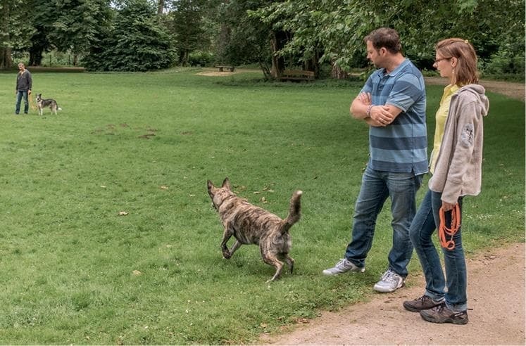 Иллюстрация к книге — Идеальная собака не выгуливает хозяина. Как воспитать собаку без вредных привычек [i_129.jpg]