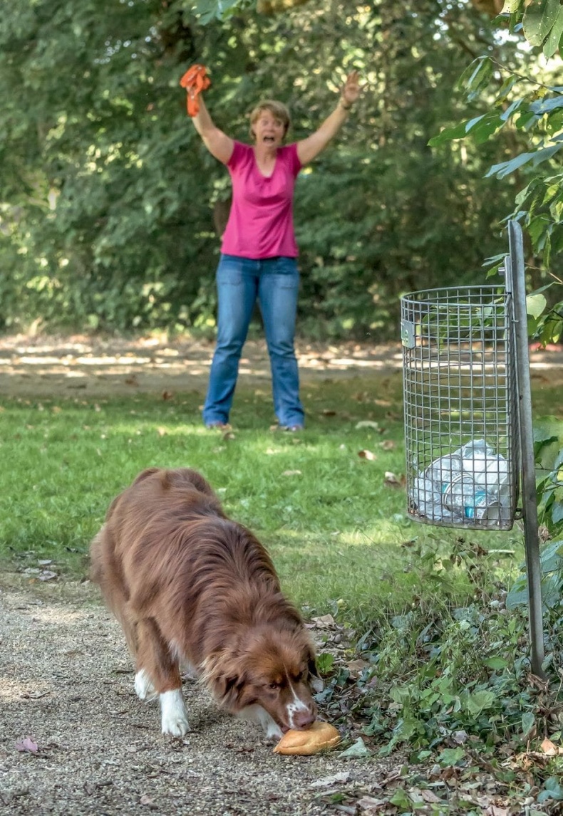 Иллюстрация к книге — Идеальная собака не выгуливает хозяина. Как воспитать собаку без вредных привычек [i_133.jpg]