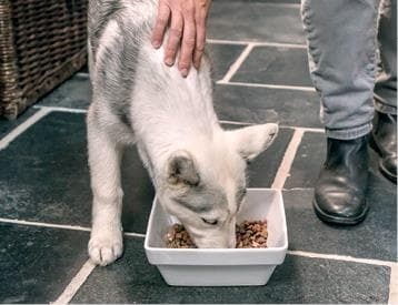 Иллюстрация к книге — Идеальная собака не выгуливает хозяина. Как воспитать собаку без вредных привычек [i_136.jpg]