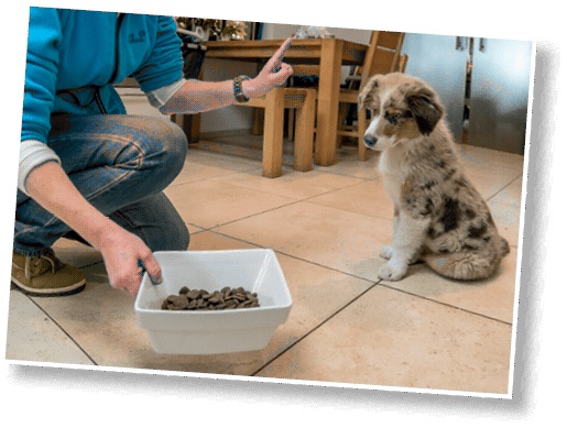 Иллюстрация к книге — Идеальная собака не выгуливает хозяина. Как воспитать собаку без вредных привычек [i_138.jpg]