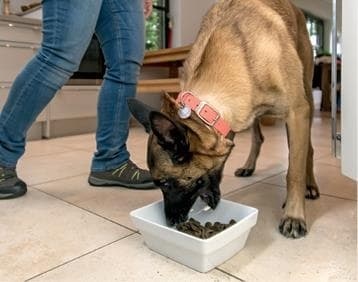 Иллюстрация к книге — Идеальная собака не выгуливает хозяина. Как воспитать собаку без вредных привычек [i_145.jpg]