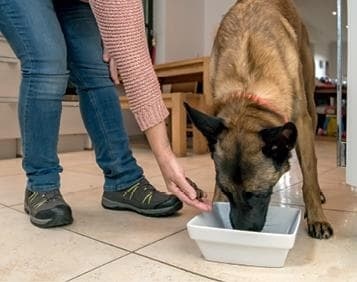 Иллюстрация к книге — Идеальная собака не выгуливает хозяина. Как воспитать собаку без вредных привычек [i_146.jpg]