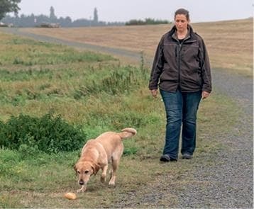 Иллюстрация к книге — Идеальная собака не выгуливает хозяина. Как воспитать собаку без вредных привычек [i_150.jpg]
