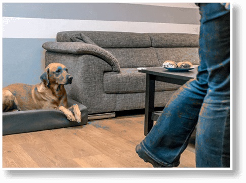 Иллюстрация к книге — Идеальная собака не выгуливает хозяина. Как воспитать собаку без вредных привычек [i_158.jpg]