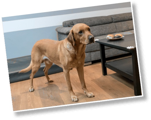 Иллюстрация к книге — Идеальная собака не выгуливает хозяина. Как воспитать собаку без вредных привычек [i_159.jpg]