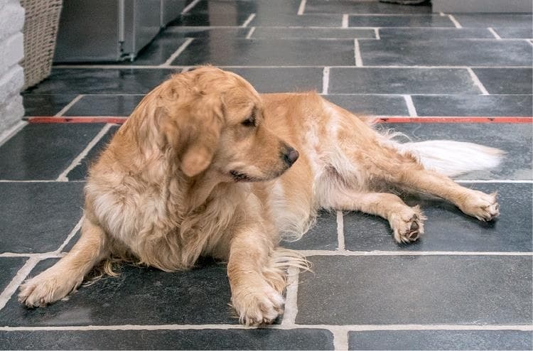 Иллюстрация к книге — Идеальная собака не выгуливает хозяина. Как воспитать собаку без вредных привычек [i_162.jpg]