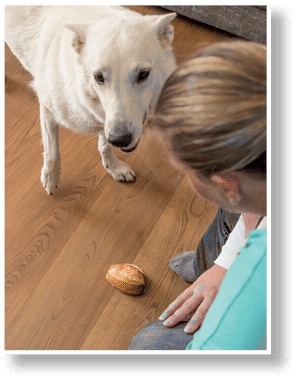 Иллюстрация к книге — Идеальная собака не выгуливает хозяина. Как воспитать собаку без вредных привычек [i_164.jpg]