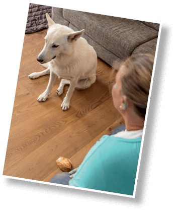 Иллюстрация к книге — Идеальная собака не выгуливает хозяина. Как воспитать собаку без вредных привычек [i_165.jpg]