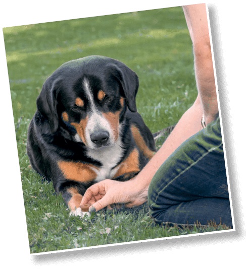 Иллюстрация к книге — Идеальная собака не выгуливает хозяина. Как воспитать собаку без вредных привычек [i_166.jpg]